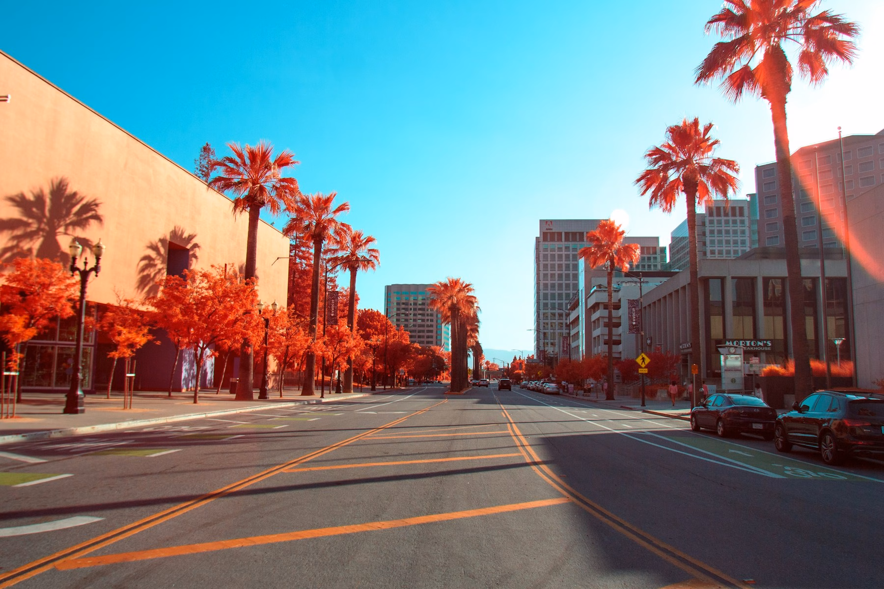 road between palm trees